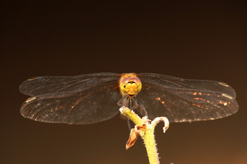 Close up of colorful dragonfly.