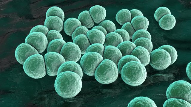 Bacteria Streptococcus pneumoniae, also known as Pneumococcus, 3D animation. Gram-positive diplococci, the causative agent of pneumonia
