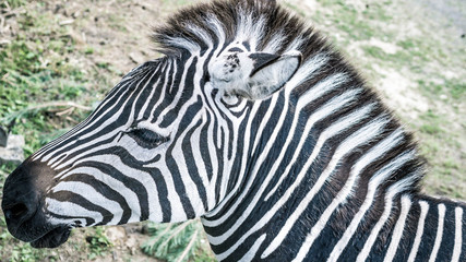 Fototapeta na wymiar Zebra close-up,beautiful animal in the meadow at the zoo in the wild