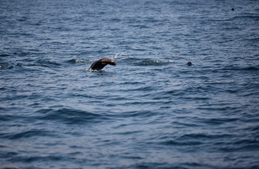 Fototapeta premium bellos Lobos marinos nadando y saltando en el mar del océano pacifico en Perú