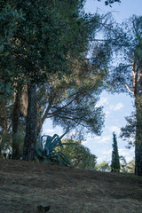 las drzewa krajobraz agawa liście natura lato zieleń 