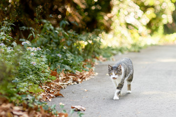山道で歩いている猫