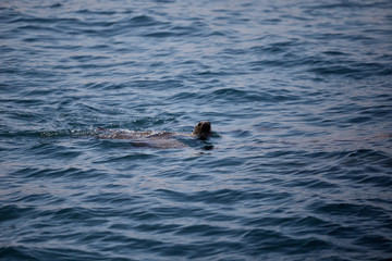 Obraz premium bellos Lobos marinos nadando y saltando en el mar del océano pacifico en Perú