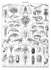 Crustaceans collection with lobster, crawfish, crab, hermit etc. with text / Antique engraved illustration from from La Rousse XX Sciele 