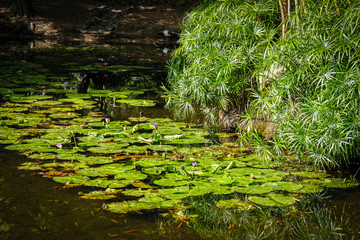 Water lilies in bloom near bamboo grove reflected in shallow water
