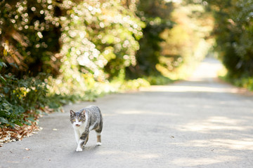 山道で歩いている猫