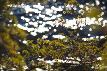 Needles on pine twigs on the background of bright highlights from the water surface of a forest...