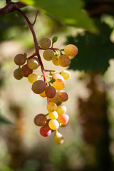 Bunch of ripe yellow grapes among green leaves