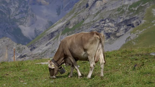 Cows and Cattle grassing in the Swiss Alps - typical Switzerland - travel photography