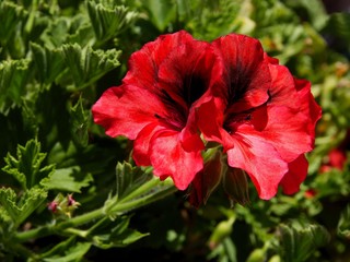 red flowers of geranium potted plant close up