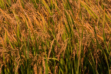 close up of yellow green rice field