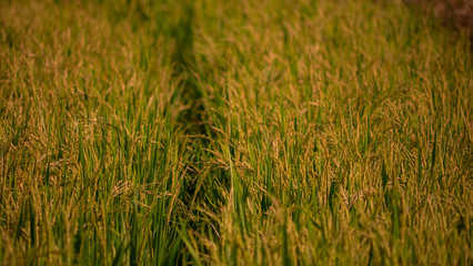 close up of yellow green rice field