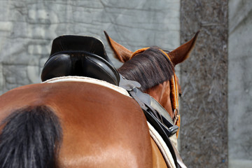 Old leather saddles horse with stirrups on a back of a saddle horse