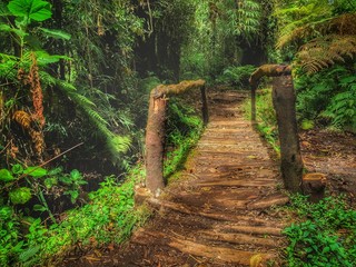 Paisaje de Bosque