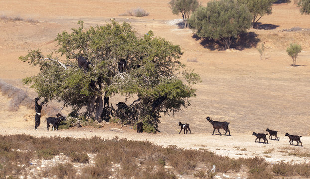 Tree Goats of Morocco