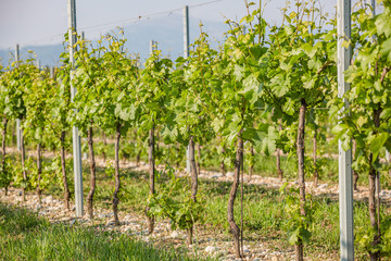 Fototapeta na wymiar Green vineyard rows landscape. nature landscape. vineyard with small young grapes in countryside