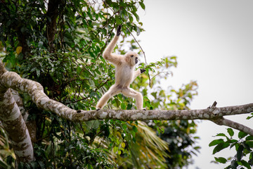 Gibbons on trees, tropical rainforest, Khao Yai National Park, Thailand