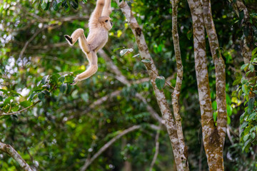Gibbons on trees, tropical rainforest, Khao Yai National Park, Thailand