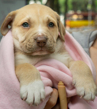 Perro cobija rosa