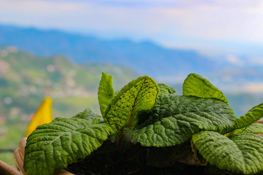 Green leaves close-up with beautiful mountains and sky in background. Black and white photo.
