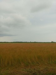 Golden Meadow in the Country Under Cloudy Sky