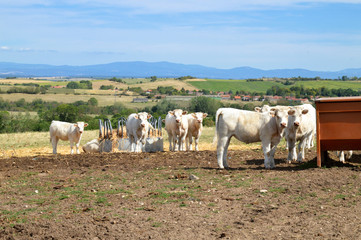 Fototapeta na wymiar A herd of Charolais cows, in a pasture in the countryside. 