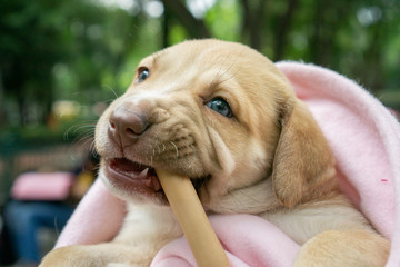 Perro comiendo