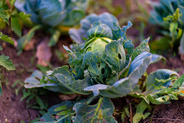 Close-up of cabbage. Cabbage grows in the garden.