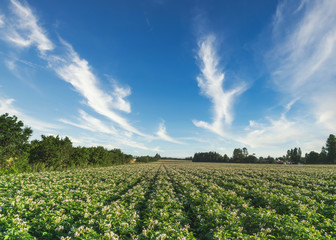 Fototapeta na wymiar A farm field of flowering potatoes in rural Prince Edward Island, Canada.