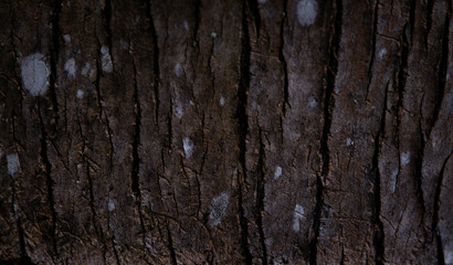 The surface of the tree is cracked.