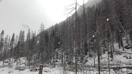 winter forest in the mountains