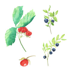 Clip art of berries blueberry and stone bramble isolated on white background. Watercolor hand drawn illustration. Perfect for card, cover, summer food design. Cute forest plant.