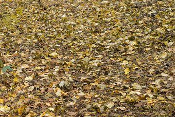 yellow fallen leaves on ground