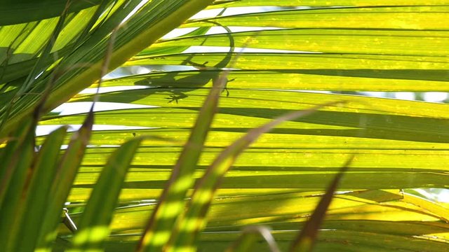 Silhouette of an anole crosses on top of a palm leaf