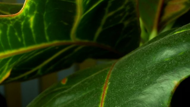 super close up, details. variegated codiaeum leaves