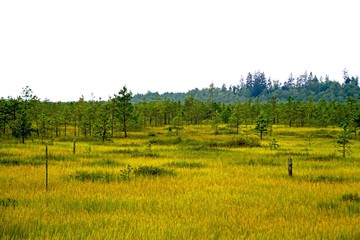 Fototapeta na wymiar A raised bog in the Berezinsky Biosphere Reserve. Low-potassium pine grows in acidic soil. Landscape