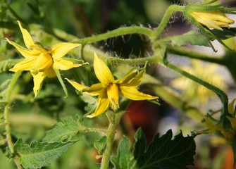 tomato plant with yellow flowers close up