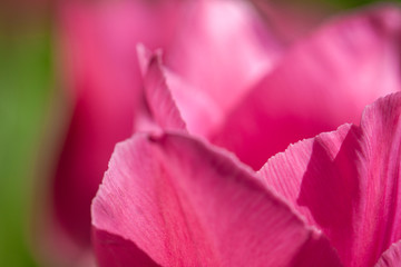 Petals of pink tulip macro