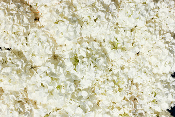 background of fresh white flower 