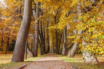 Linden alley in in the manor Ostafievo, Moscow, Russia in the autumn