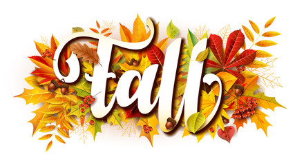 Fall composition with fallen leaves and rowan and acorns