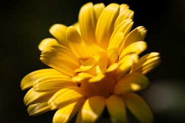 Close-up of a yellow flower on a dark background