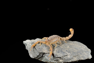   escorpión de caza en una piedra con fondo negro  (Buthus occitanus) Marbella Andalucía España 