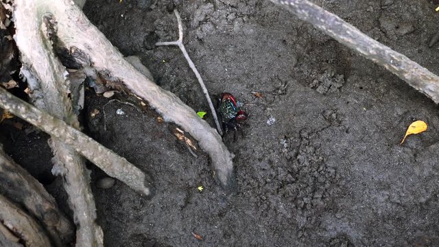 Beautiful Fiddler crab or Ghost crab with Red Claws Eat Some Food in Mangrove Forest at Low Tide. Small Crab Crawling in Big Wood Tree Roots in National Park in Pran Buri, Thailand
