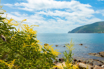 Seascape, southern coast of Crimea, mountains and yellow flowers in the foreground