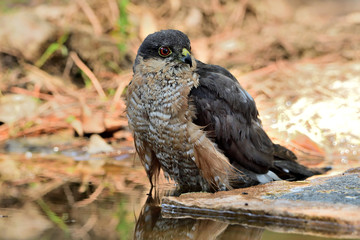   gavilán común macho bebiendo y bañándose en el estanque  del bosque (Accipiter nisus) Ojén Andalucía España 