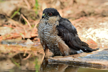   gavilán común macho bebiendo y bañándose en el estanque  del bosque (Accipiter nisus) Ojén Andalucía España 