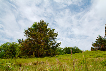 Fototapeta premium Letni krajobraz
