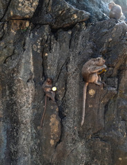 Obraz premium Three monkeys are sitting on cliff ledges and eating food.
