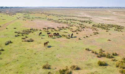Fototapeta na wymiar Aerial view of a big group of wild horses from Letea Forest, Danube Delta, Romania during a sunny day